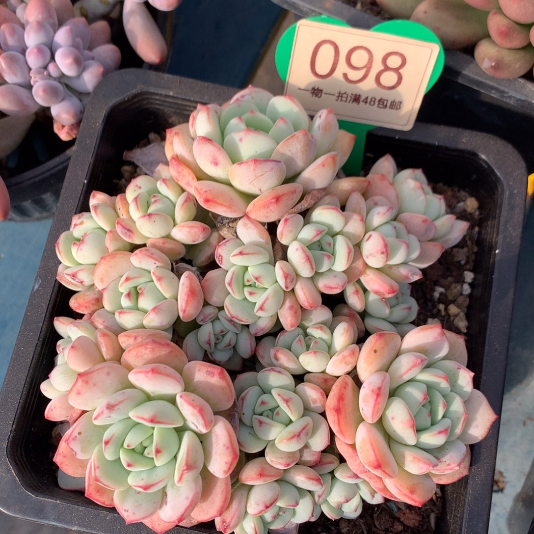 香草老桩无砍平头098