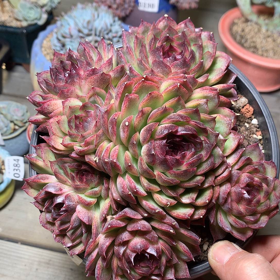 312黑玫瑰多肉一颗16厘米