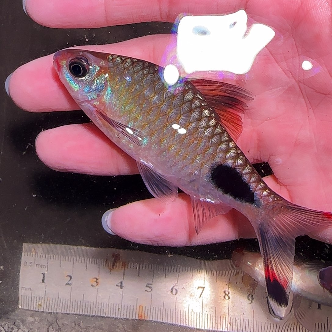 灯科鱼红杂蓝161616