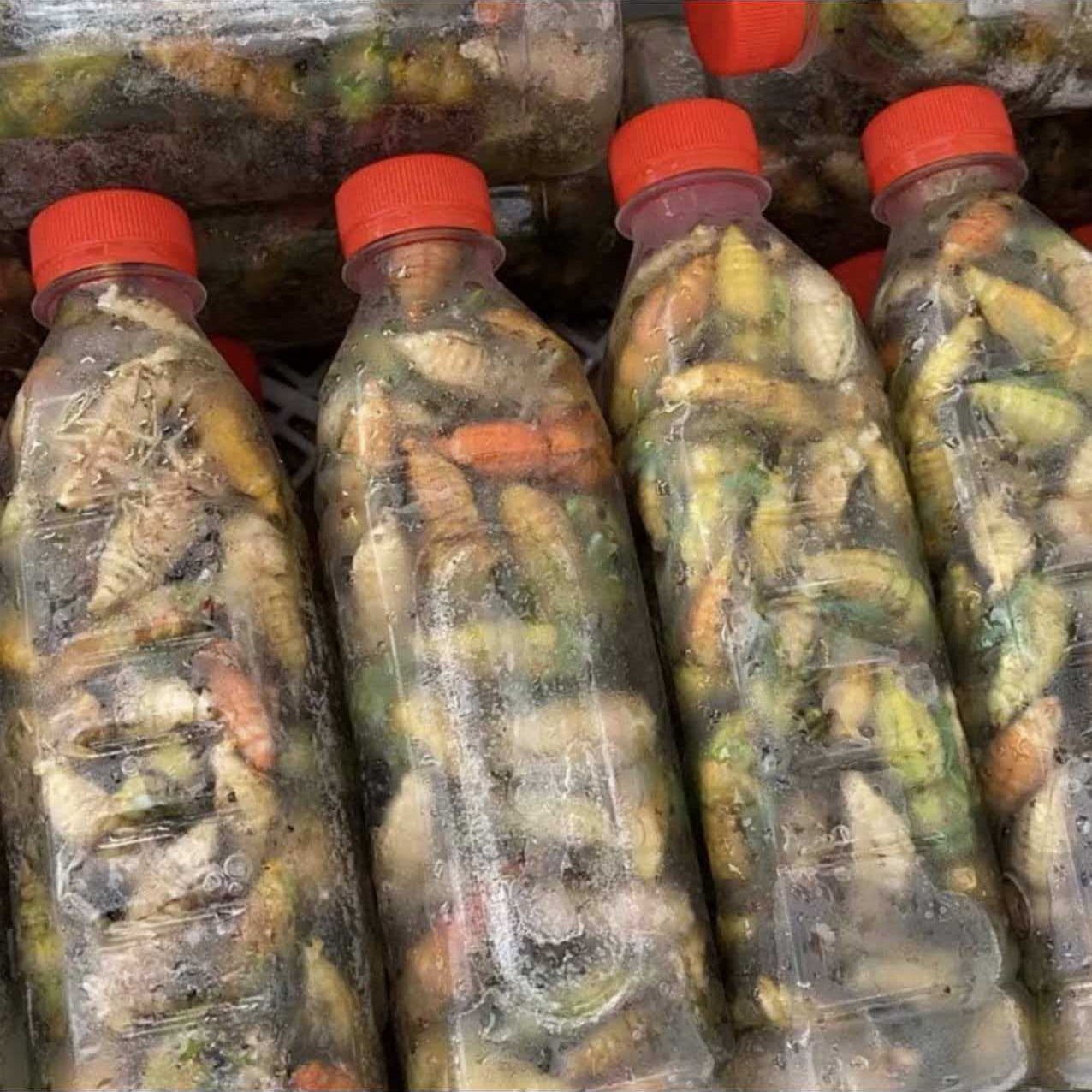 2025新鲜白蝉中等个头脱壳白蝉嫩知了1瓶60只油炸爆香顺丰包邮