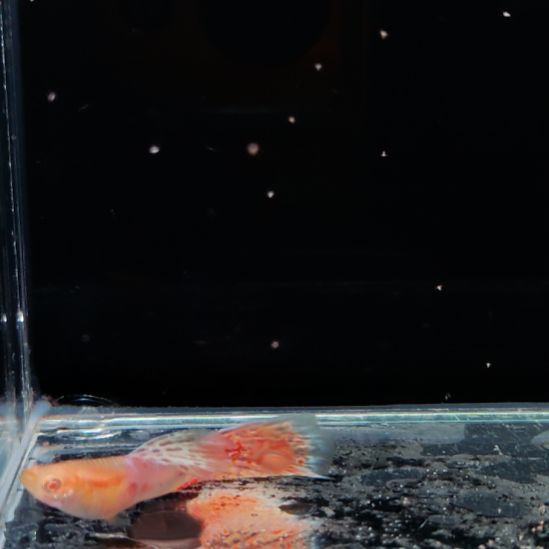 西***蛋孔雀鱼黄化蓝礼服两公一母