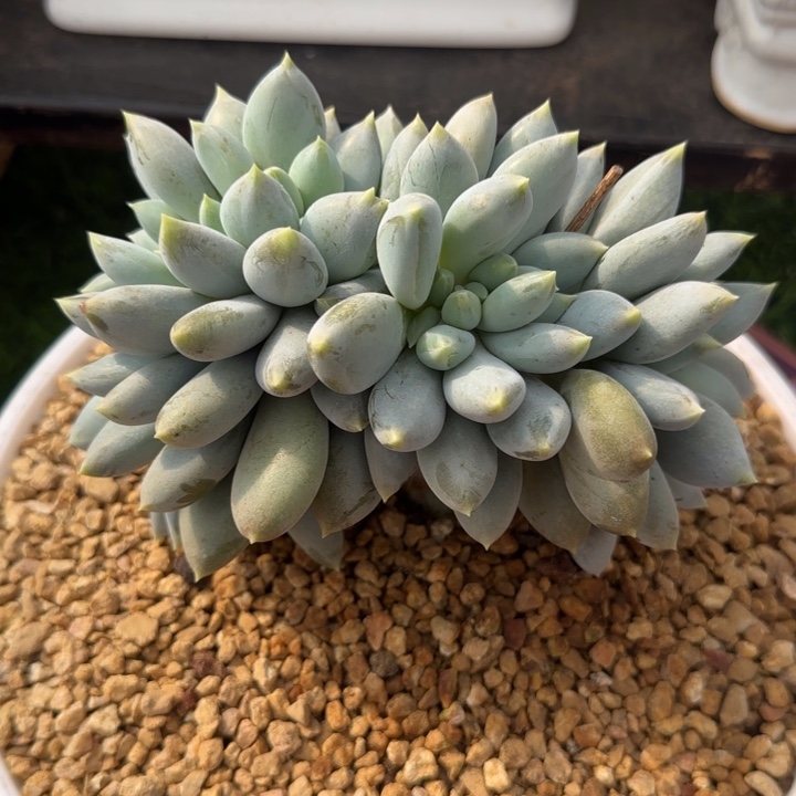 哥特缀化多肉植物