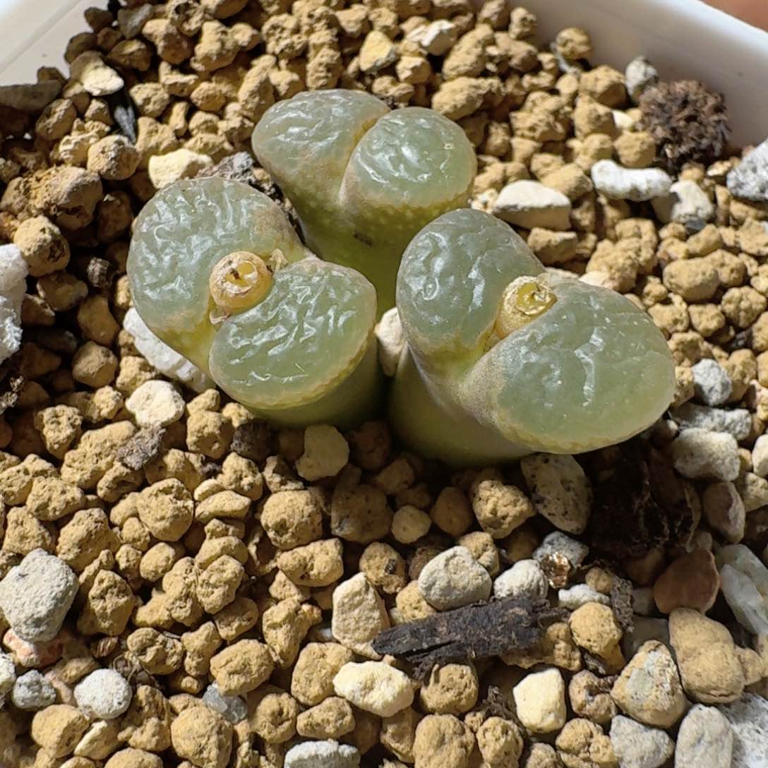 脱土发货..............