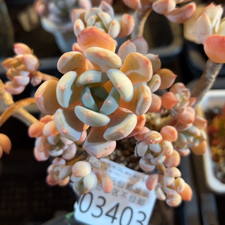 幸运儿是一位非常优秀且