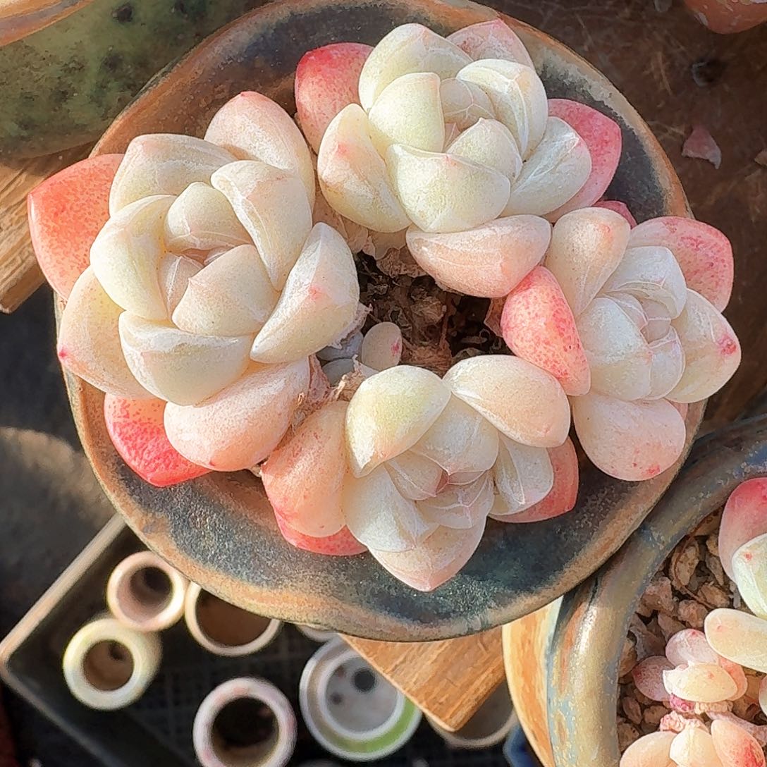 白底老桩冰玉群包整脱土