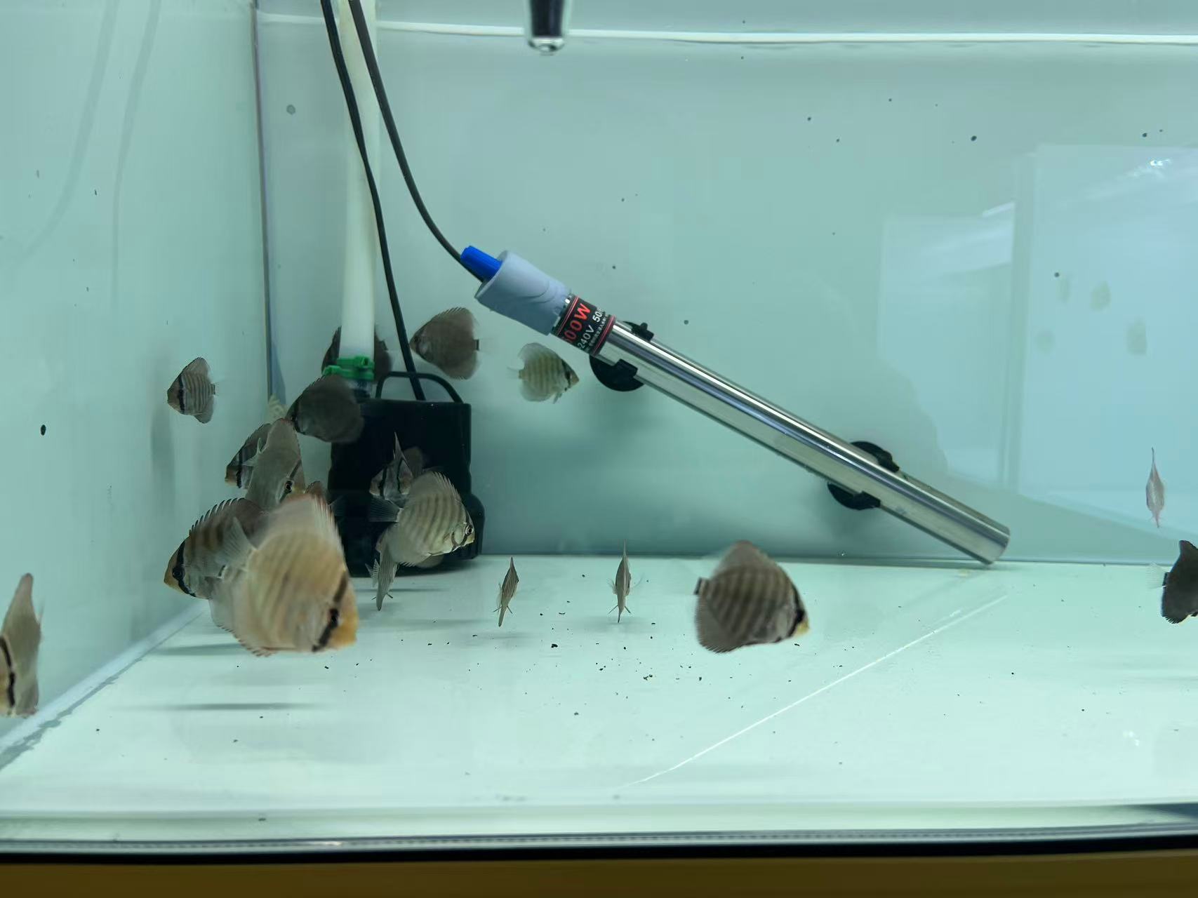 七彩神仙鱼苗（一栋仙鱼苗）