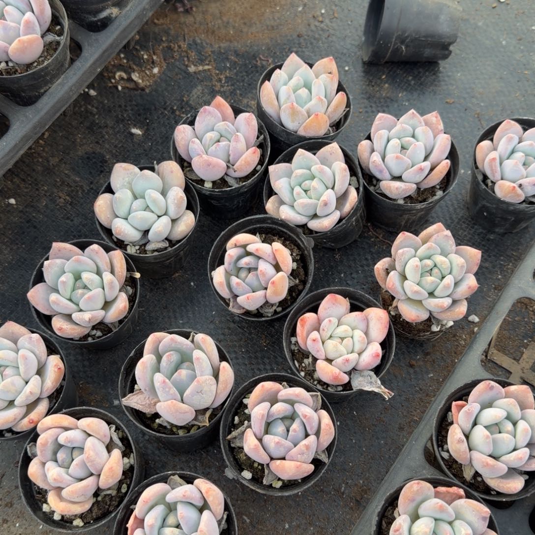 24-32左八红尖美人二十颗量拍