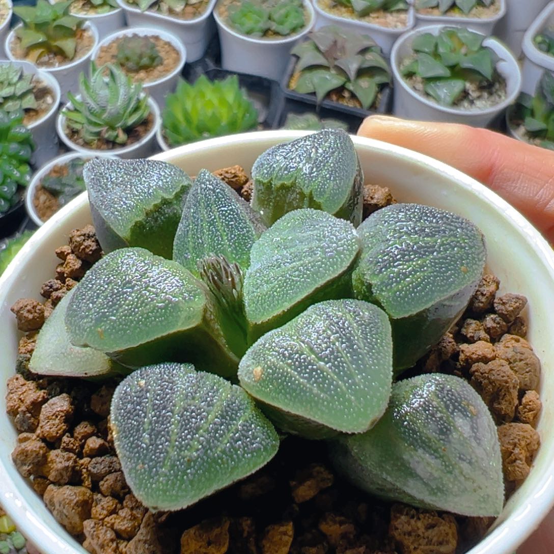 青瓷玉露多肉多肉一颗