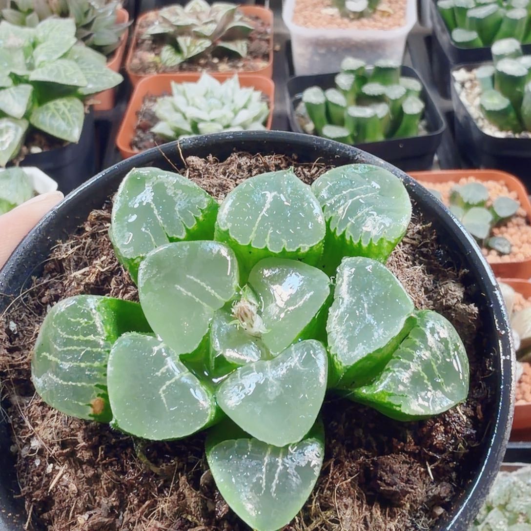 十二卷姬翠开播福利