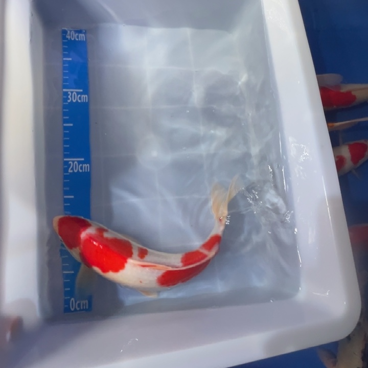 锦鲤锦鲤红白多段