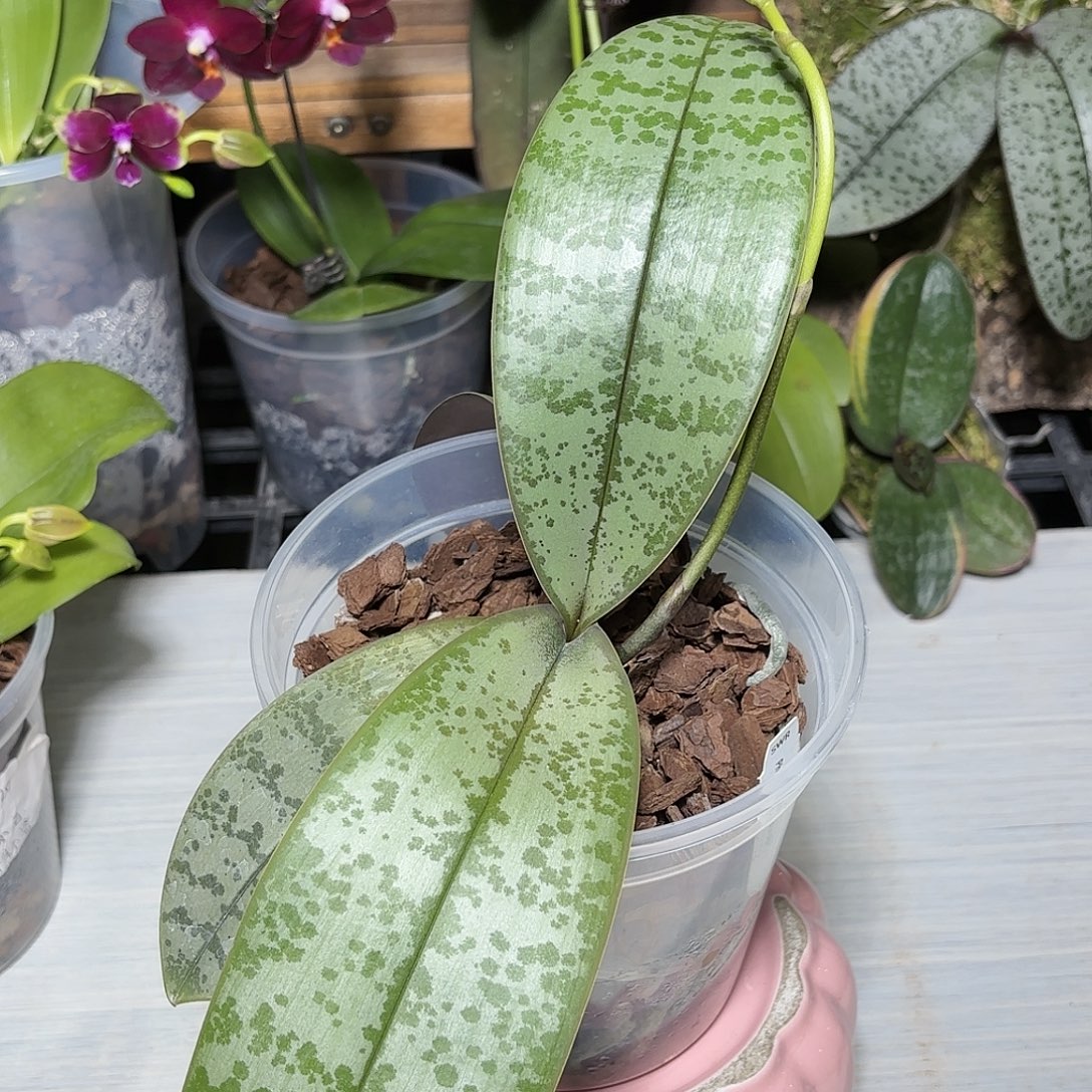 我***良当前无花栽培后可以开花SWR实生西