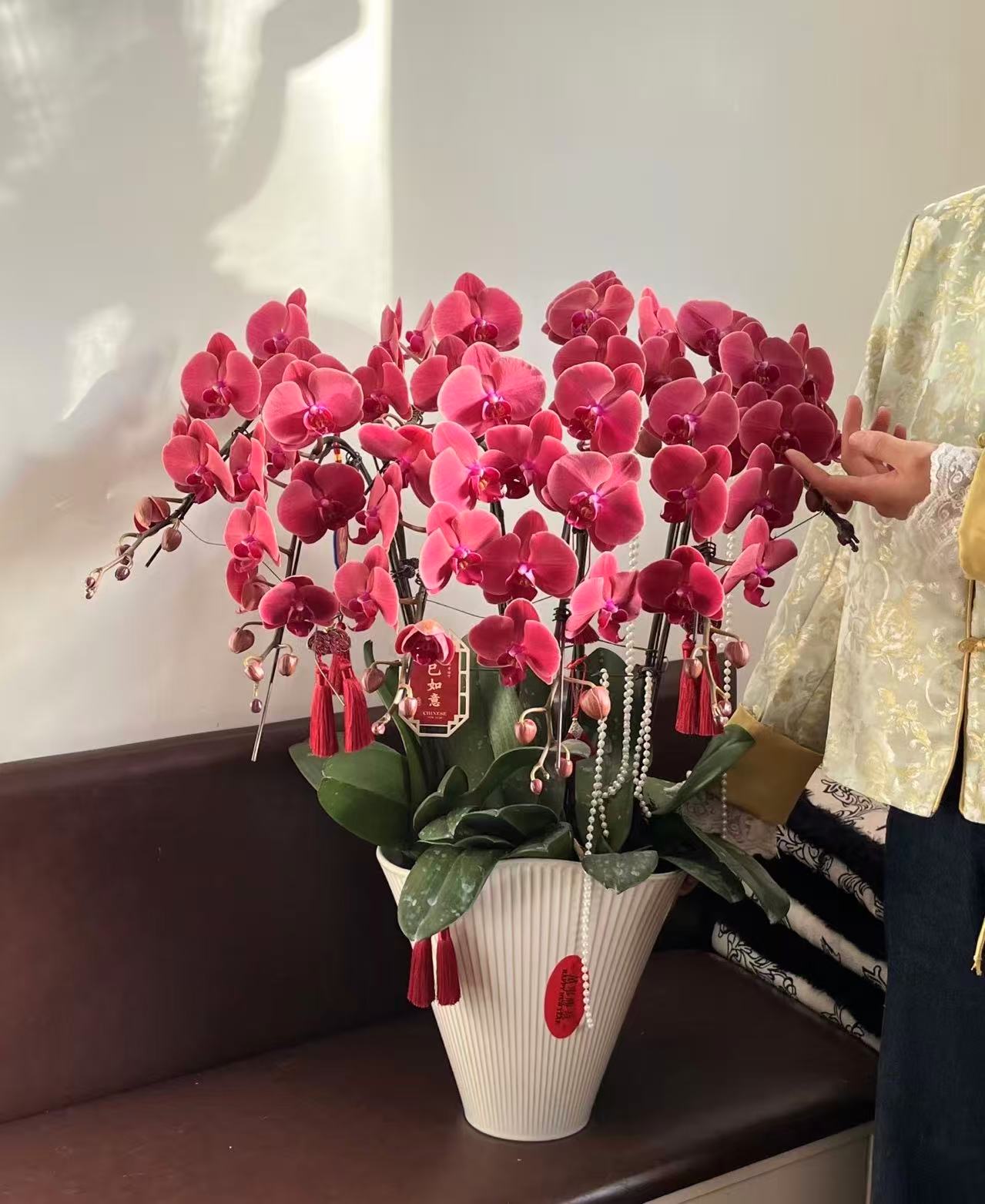 3-5花剑（朝阳）蝴蝶兰抽梗苗带花剑耐养易活花期6-7个月