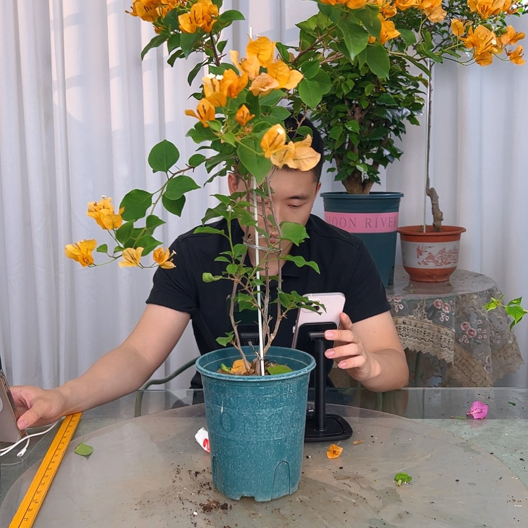 当前无花栽培后可以开花金色光辉带竹一颗