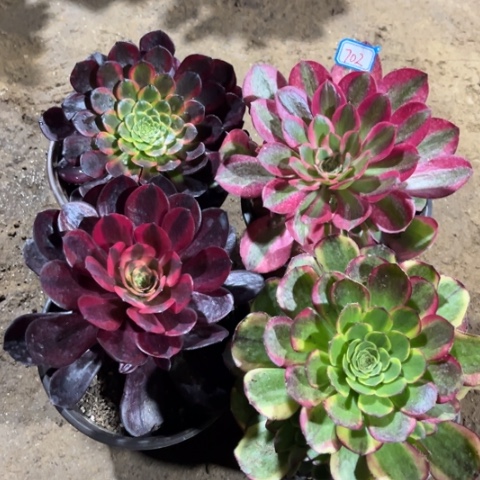 702多肉植物组合