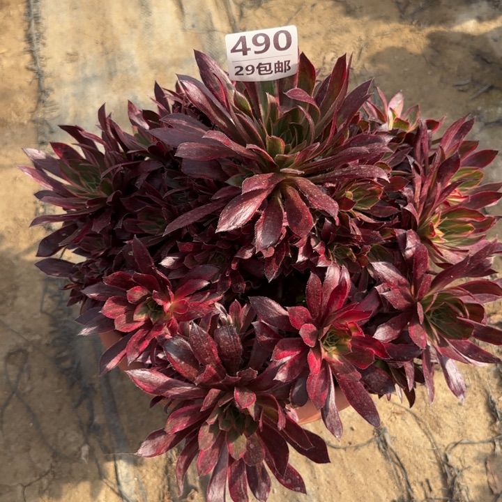 朱雀……多肉植物……