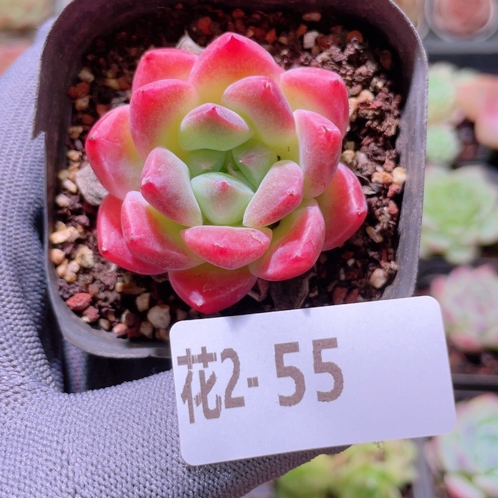 花利美 2-55西施 