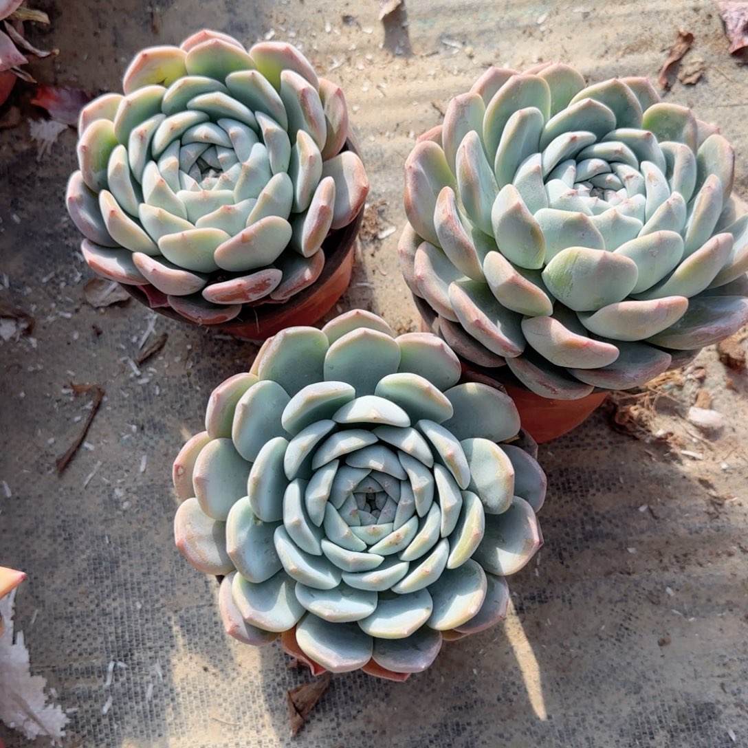 无花朵白冰大单头