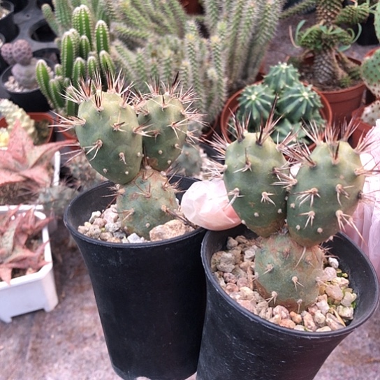 四***草无花朵0733带盆土