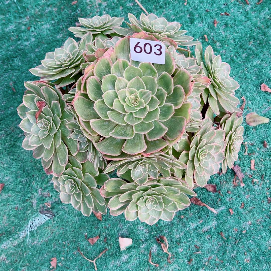 603莲花座法师多肉植物