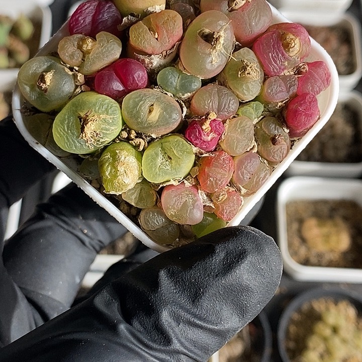 桃喜花园0223-94毛毛切糕