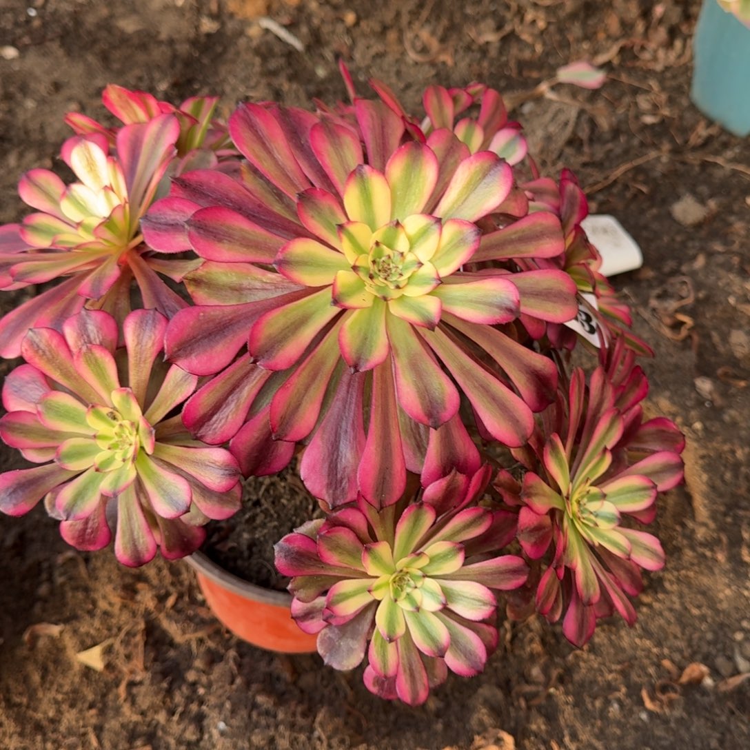 法师美肌6485 19-24