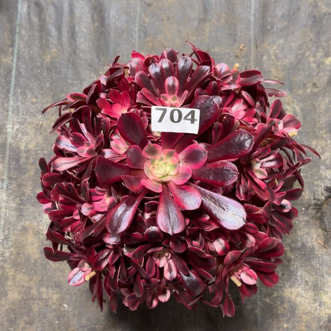 青*704！美杜莎法师多肉植物