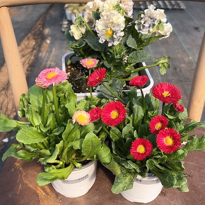 木抖音直播闪拍83/84