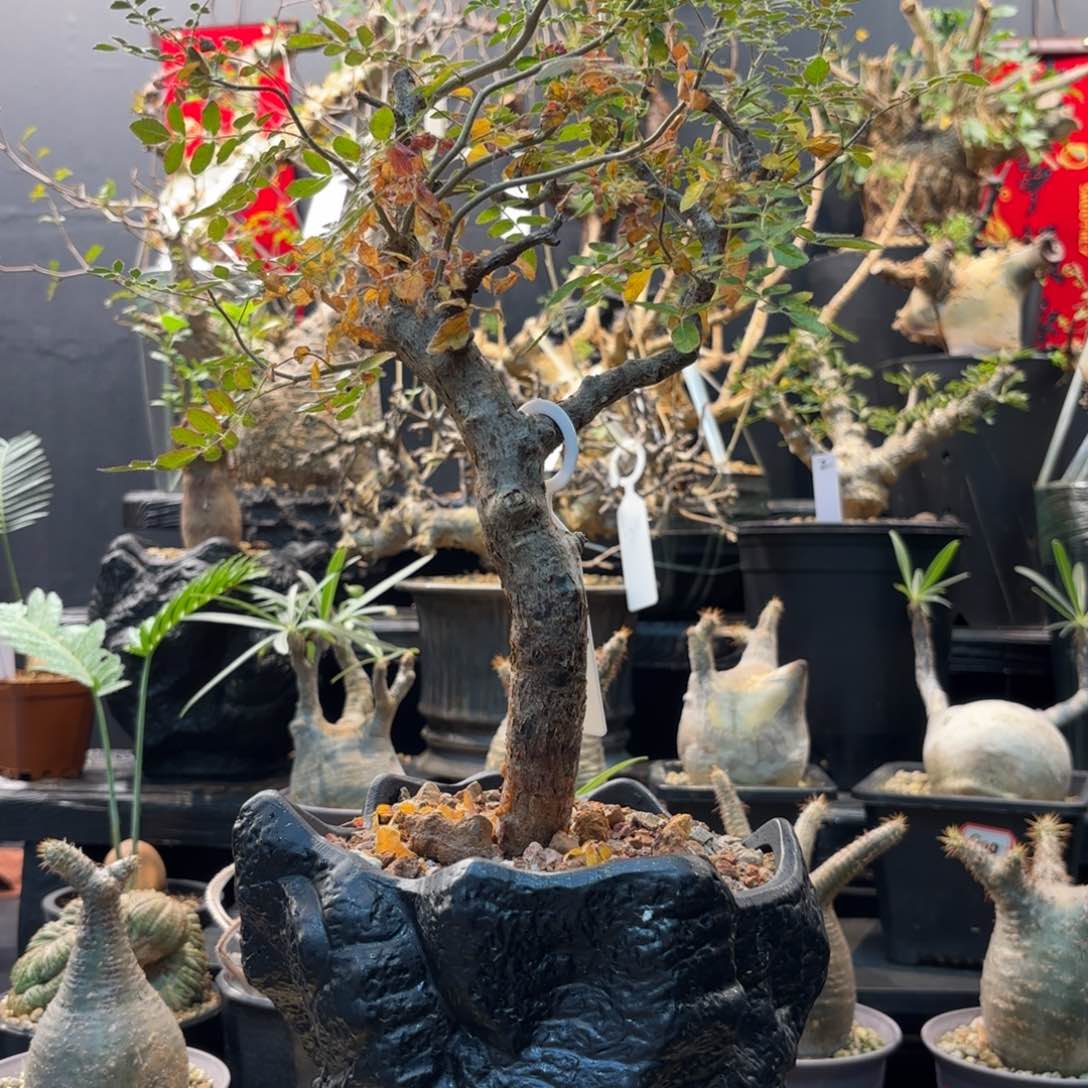 滔天橄榄带盆土。