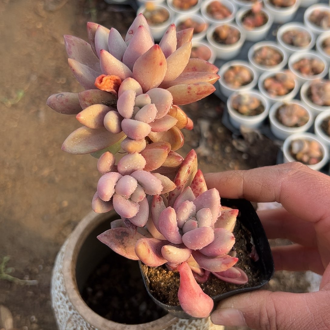 多肉植物桃花源群