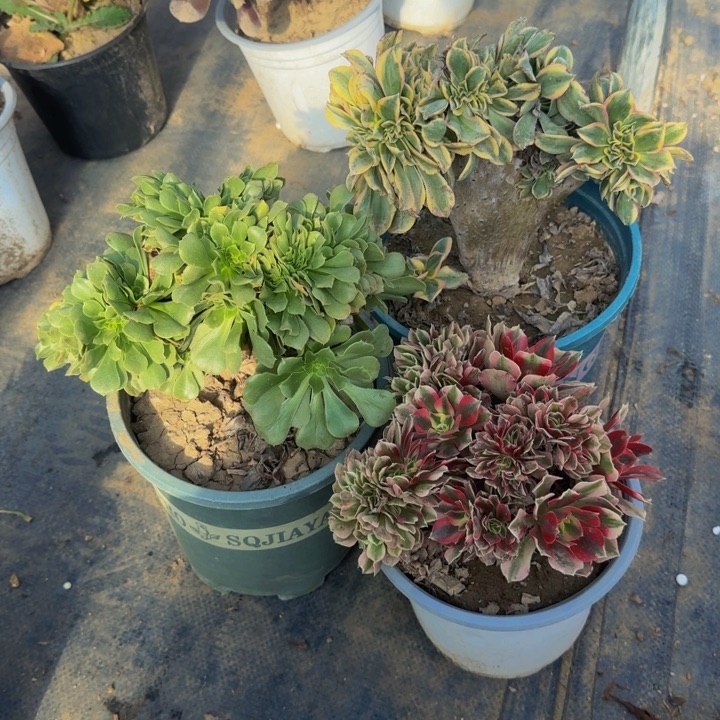 三颗特价法师特特痛01