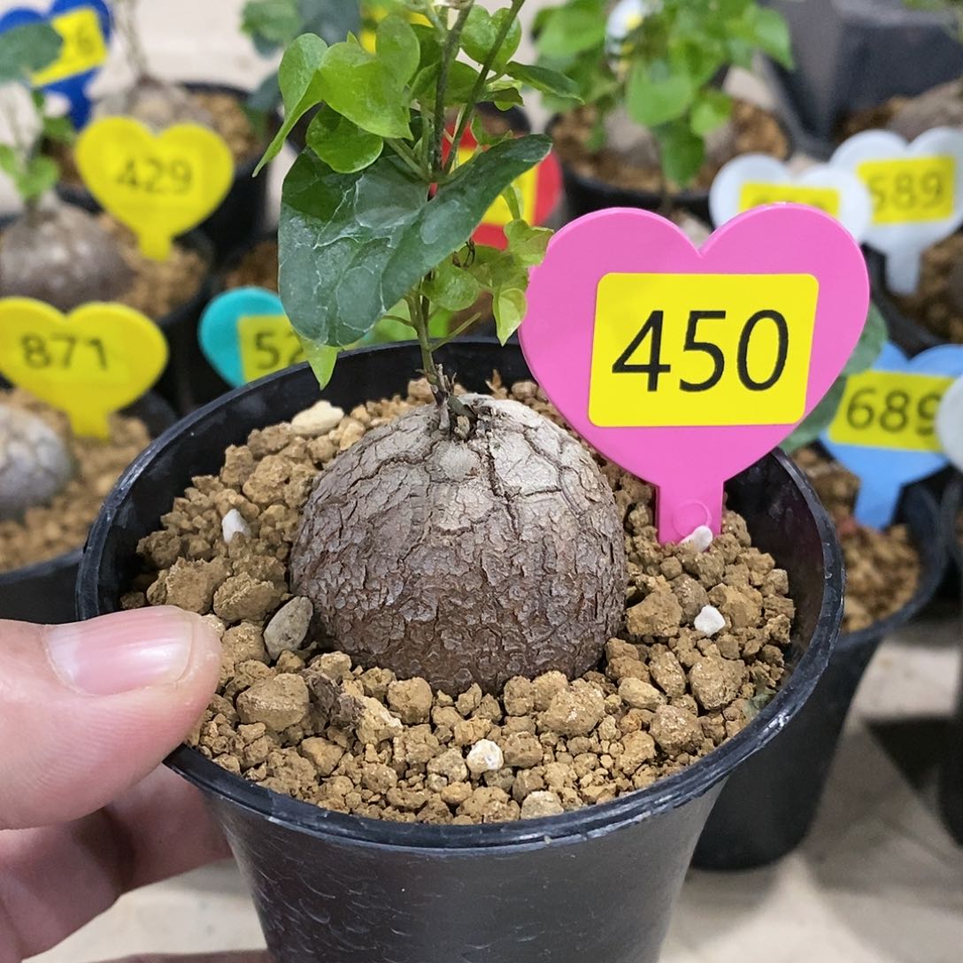 南非龟甲龟甲啊龟甲了龙