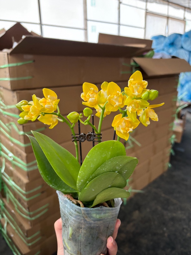 蝴蝶兰———(黄金番茄)开花发货（全场两颗包邮只拍一颗发花后苗）