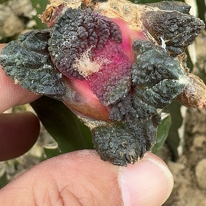 九***天无花朵紫肌哥斯拉598