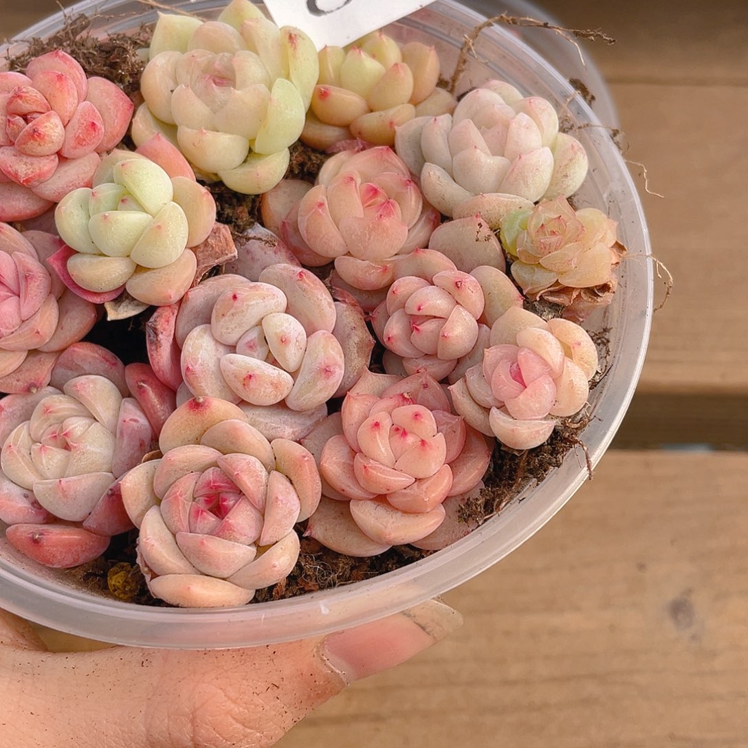 至***幸多肉植物多肉植物422