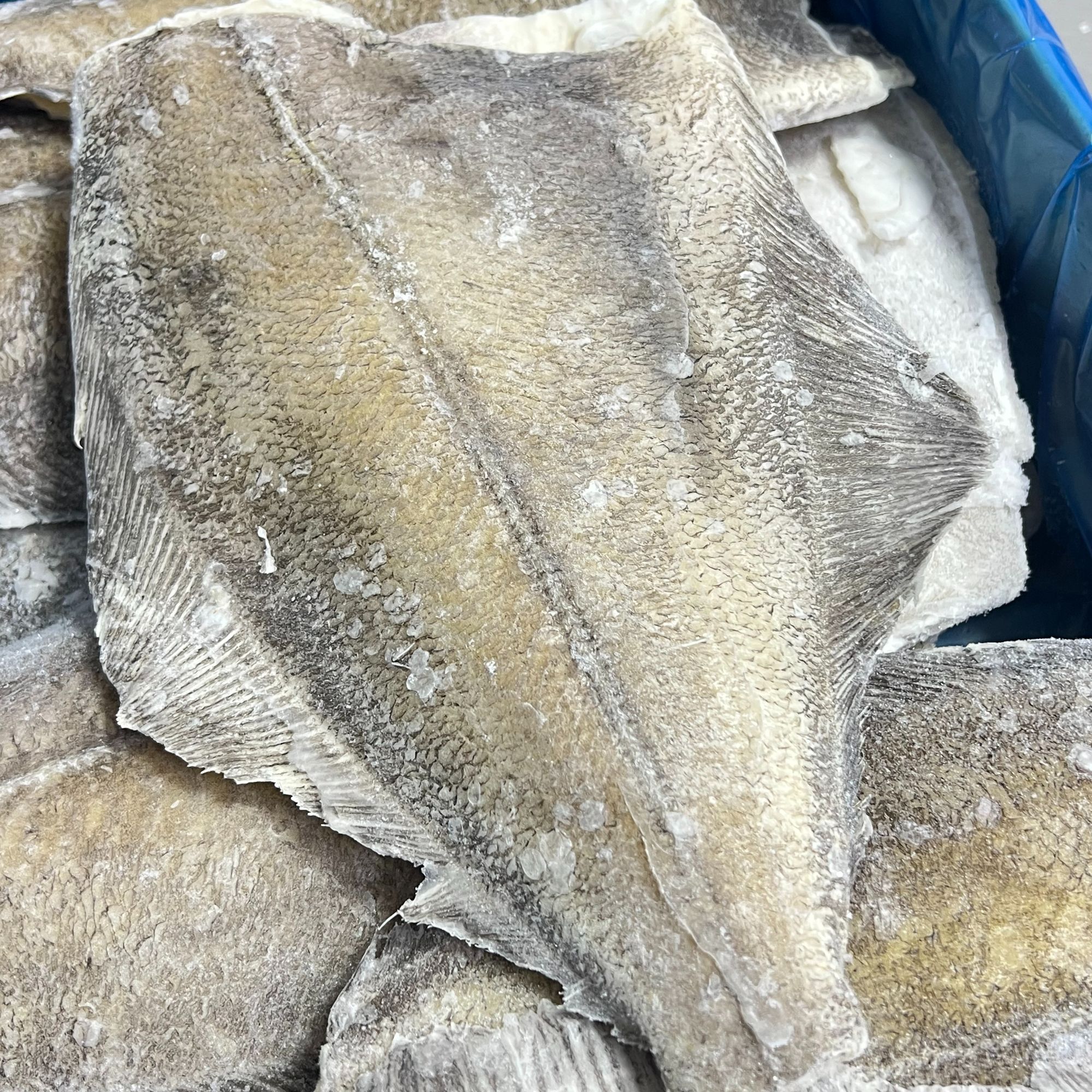 【2号】深海鲽鱼身 直播称重  现称现发