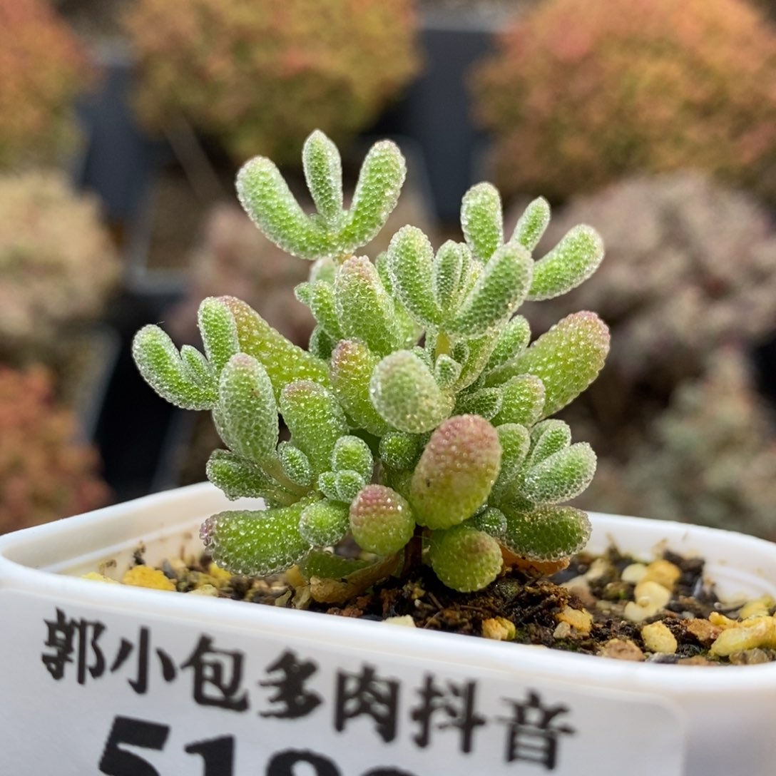 优选冰晶5189枝干番杏