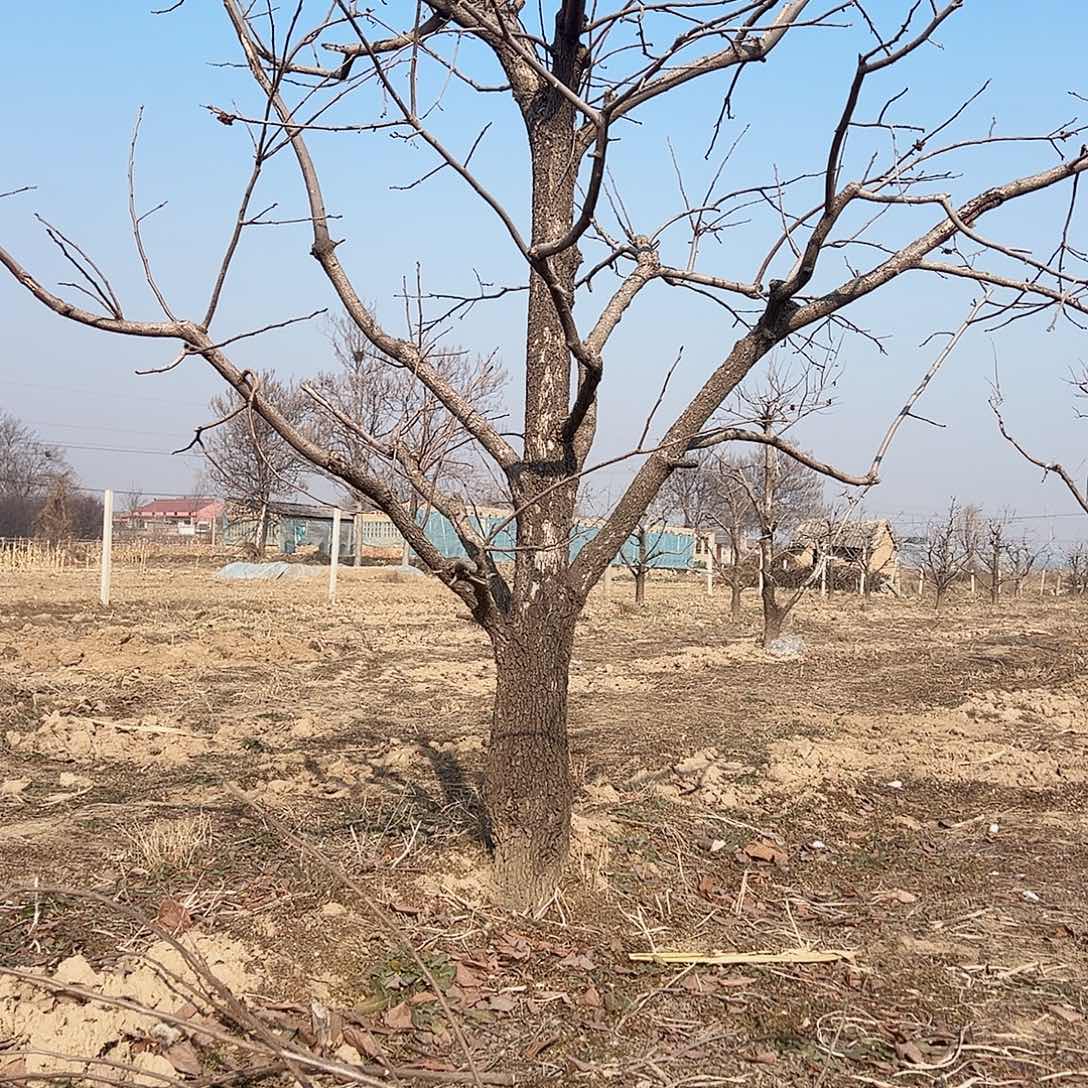 无花朵柿子树柿子树