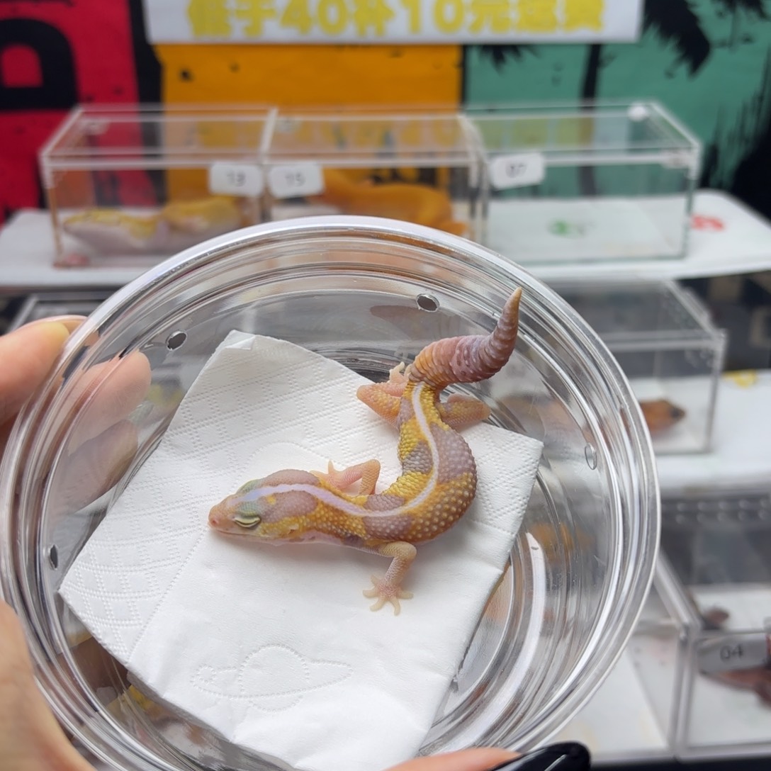 肥尾守宫橘白 妹妹 V084