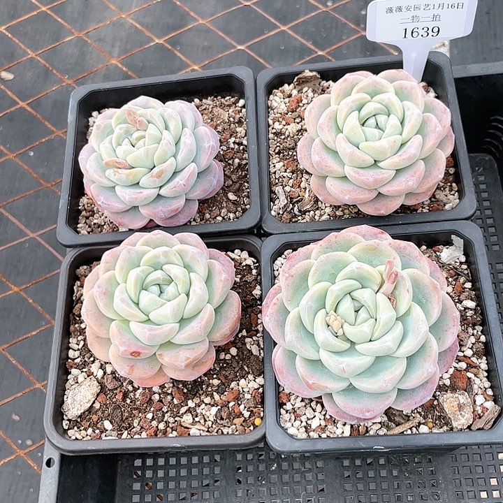薇薇安园艺多肉1639