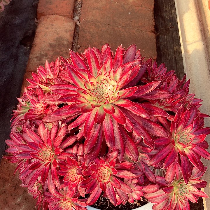 朱雀捧花，有点微瑕