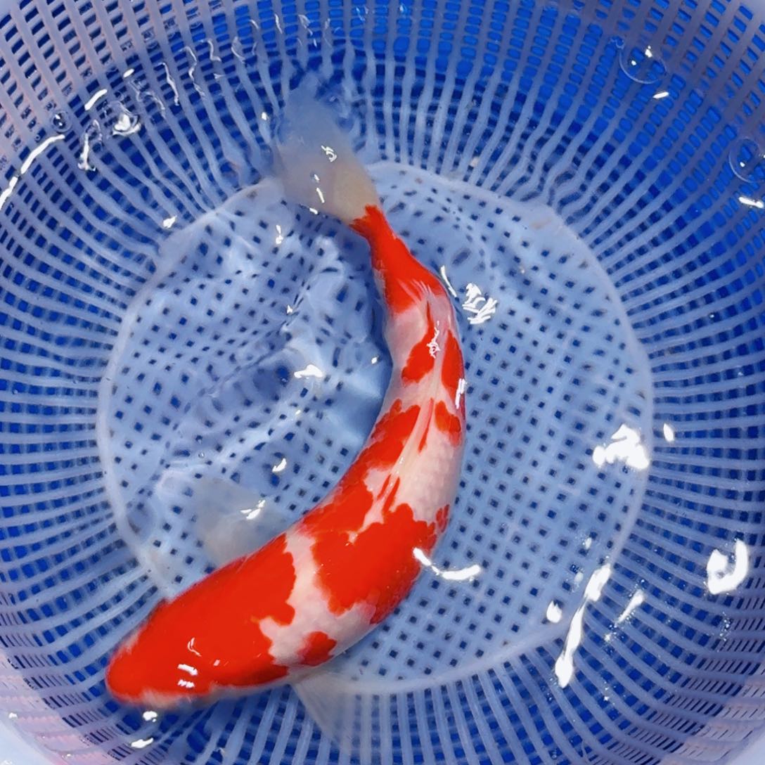 锦鲤精品甄选血统锦鲤