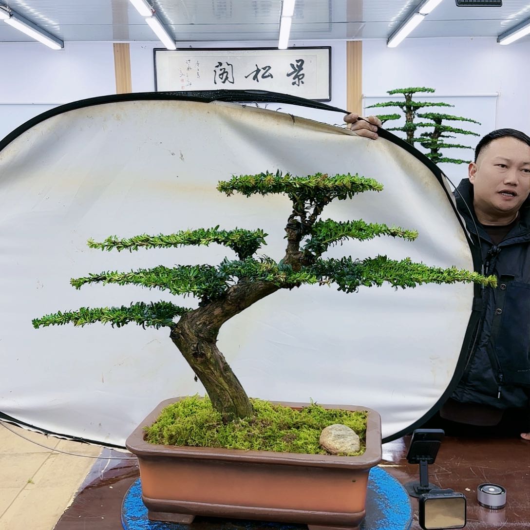 盆景欢迎大家一起来捡漏