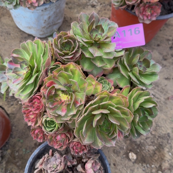 不包损不包侧枝海王七彩116号