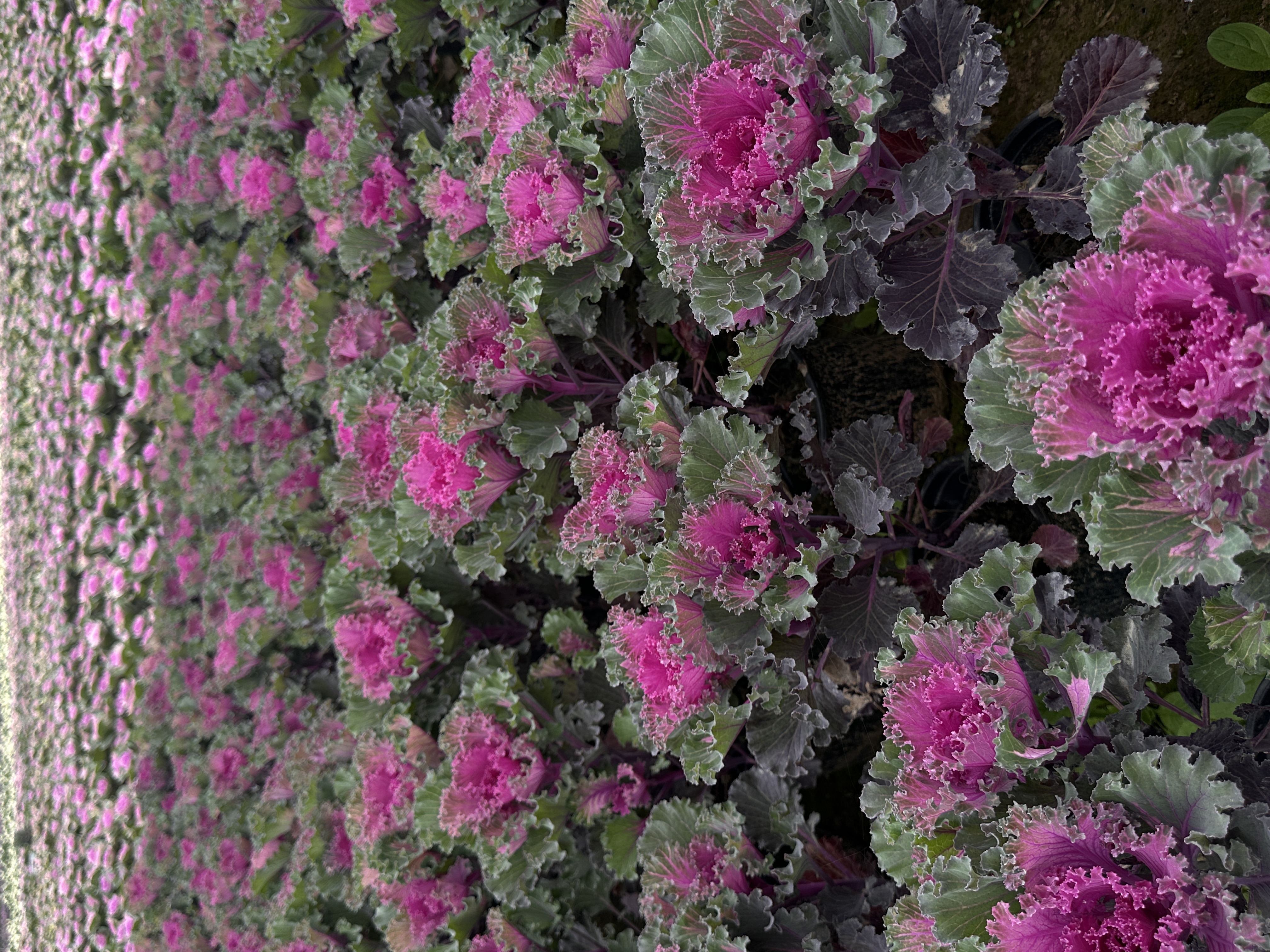 多年生盆景（羽衣甘蓝红褶裙）古桩造型耐寒耐冻