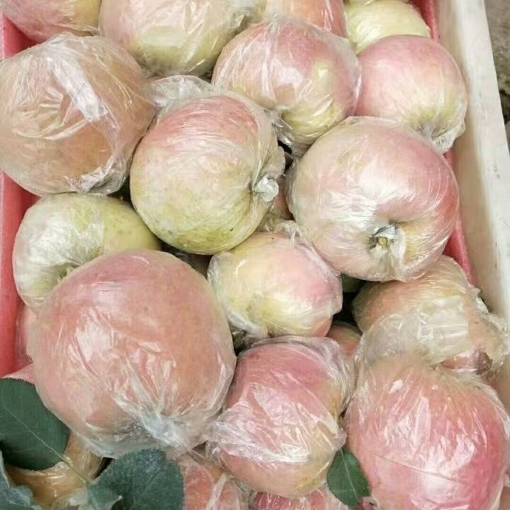 【中国供销】红富士苹果L