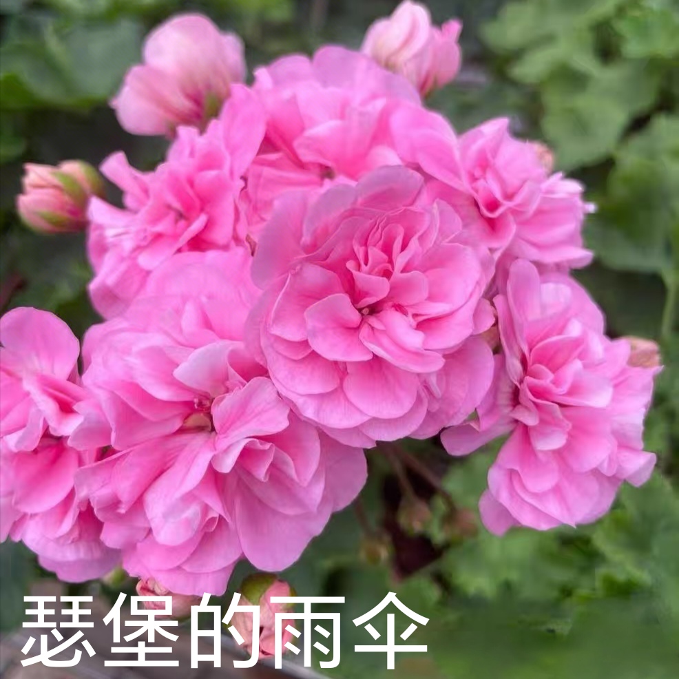 【瑟堡的雨伞】半兽系重瓣天竺葵低于零下拍保温不拍不冻伤负责