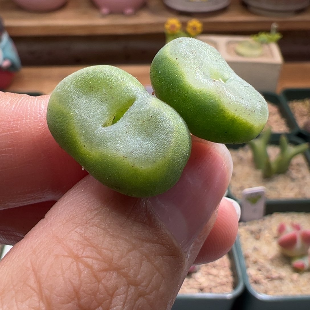 536。青蛙水晶鞋母本