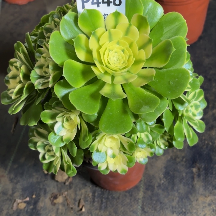 瑞妈多肉植物，448.