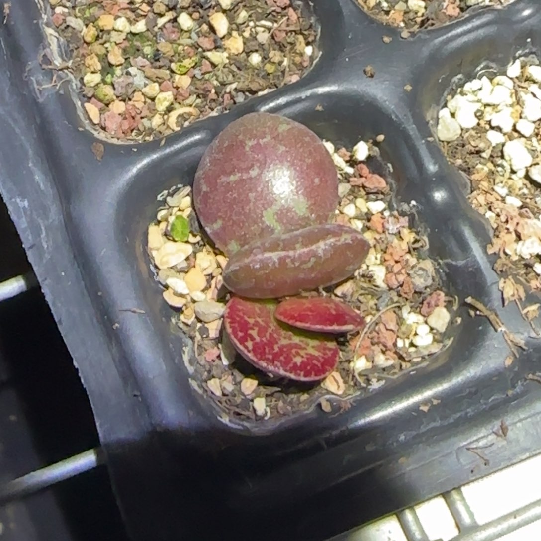 满斑赤太谷水泡多肉掉叶片