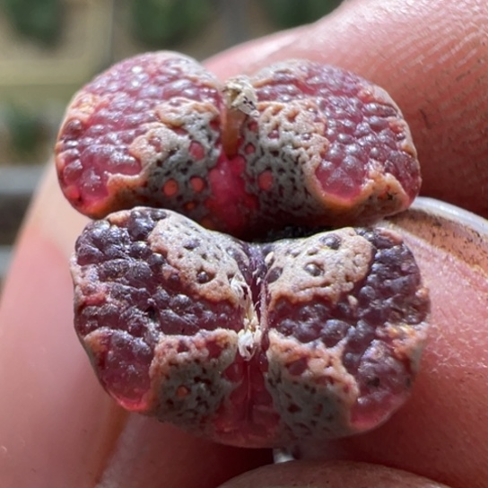 鱼子酱泡泡蝴蝶勋章一颗905。